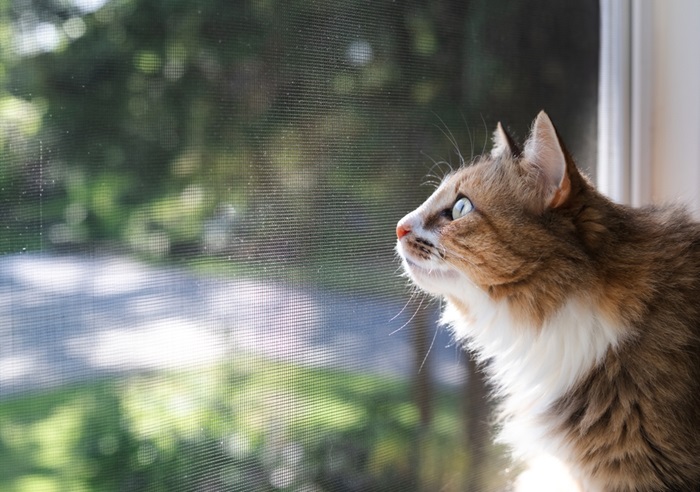 Pet Screen Repair Fallbrook