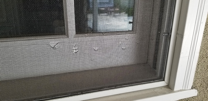 Window Screen Repair Rancho San Diego